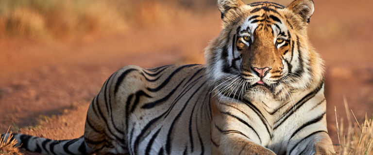 Best Time to Visit Tadoba Tiger Reserve – A Month-by-Month Guide ...